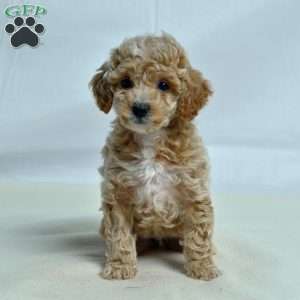 Jeanne, Miniature Poodle Puppy